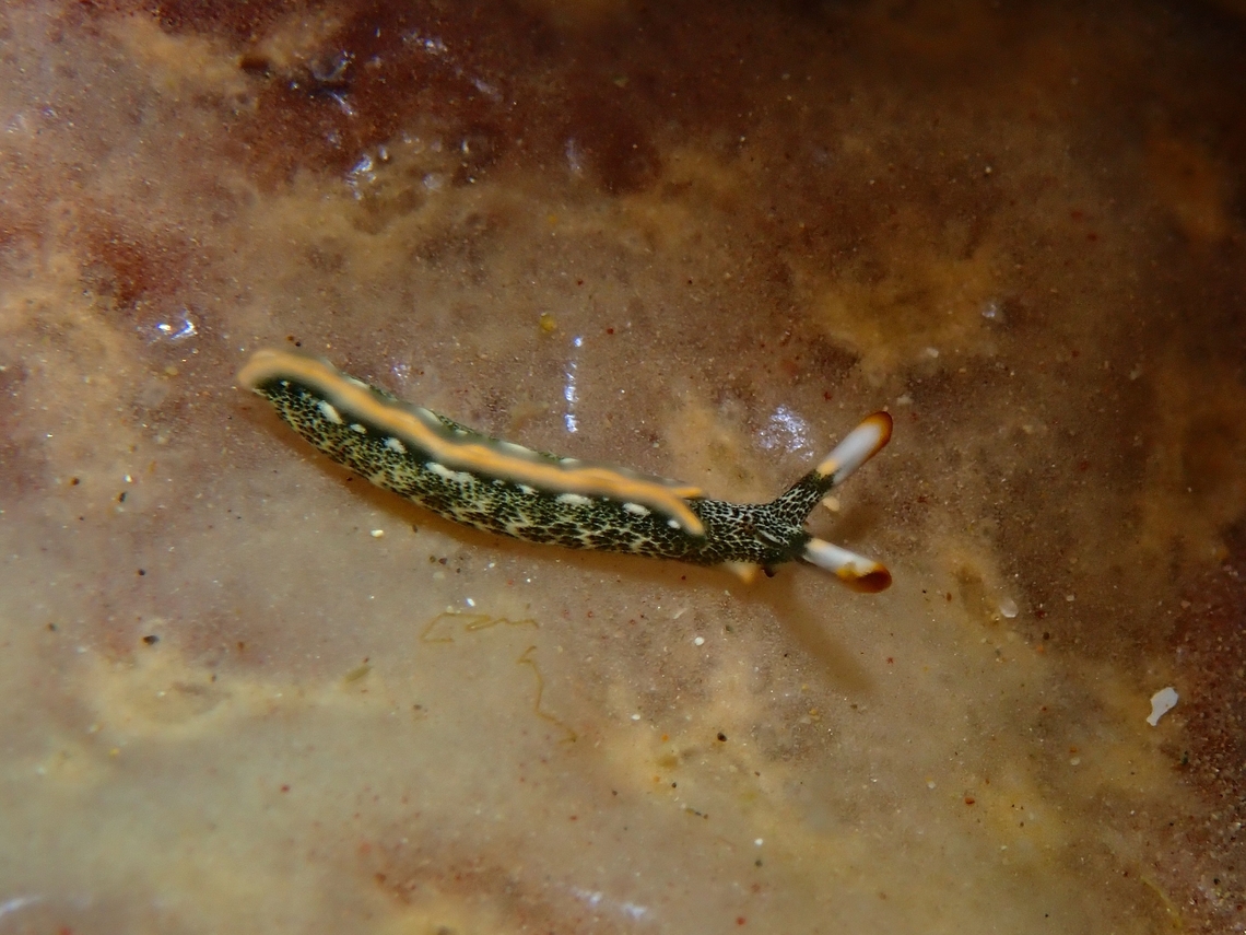 Sap Sucking Slug - Thuridilla carlsoni  Anilao,Batangas,Philippines,Sap Sucking Slug,Slug,Thuridilla carlsoni