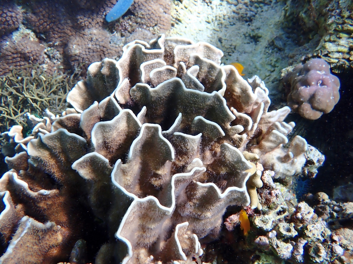 Blue Corals - Heliopora coerulea Called Blue Corals for the colours of it's polyps, which could be blue or grey. Anilao,Batangas,Blue Coral,Coral,Heliopora coerulea,Stony Coral