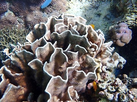 Blue Corals - Heliopora coerulea Called Blue Corals for the colours of it's polyps, which could be blue or grey. Anilao,Batangas,Blue Coral,Coral,Heliopora coerulea,Stony Coral
