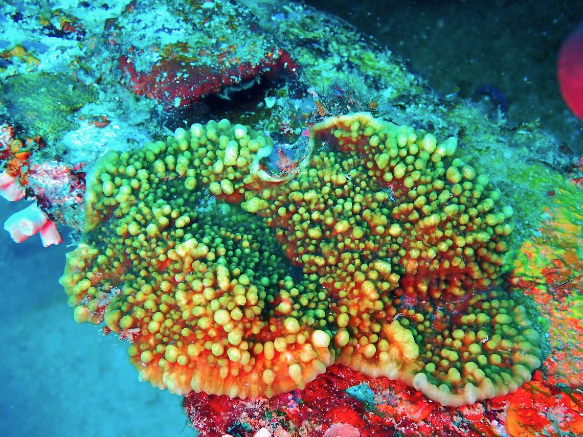 Stony Corals - Oxypora crassispinosa  Anilao,Batangas,Corals,Oxypora crassispinosa,Philippines,Stony Corals