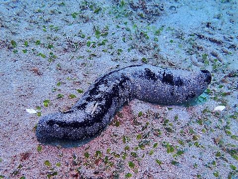 Lollyfish Sea Cucumber - Holothuria atra  Anilao,Batangas,Black sea cucumber,Holothuria atra,Lollyfish Sea Cucumber,Philippines,Sea Cucumber