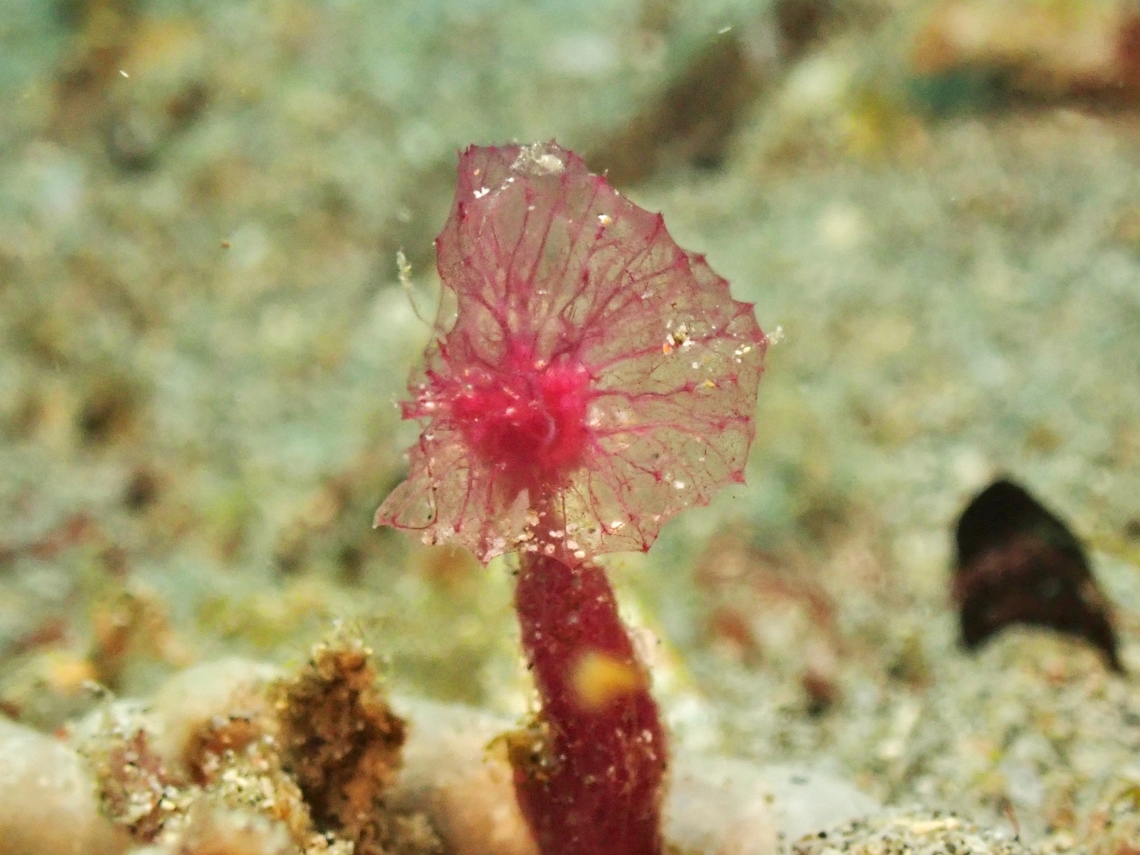 Puffball Sponge - Oceanapia sagittaria  Anilao,Batangas,Oceanapia sagittaria,Philippines,Puffball Sponge,Sea Sponge