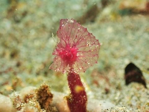 Puffball Sponge - Oceanapia sagittaria  Anilao,Batangas,Oceanapia sagittaria,Philippines,Puffball Sponge,Sea Sponge