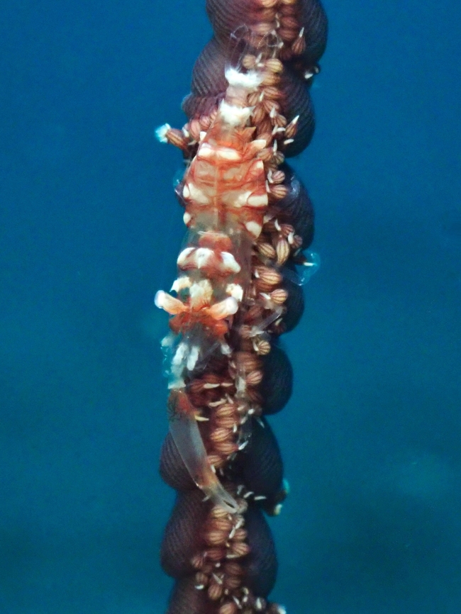 Soft Corals Partner Shrimp - Dasycaris ceratops  Anilao,Batangas,Dasycaris ceratops,Philippines,Shrimp,Soft Corals Partner Shrimp