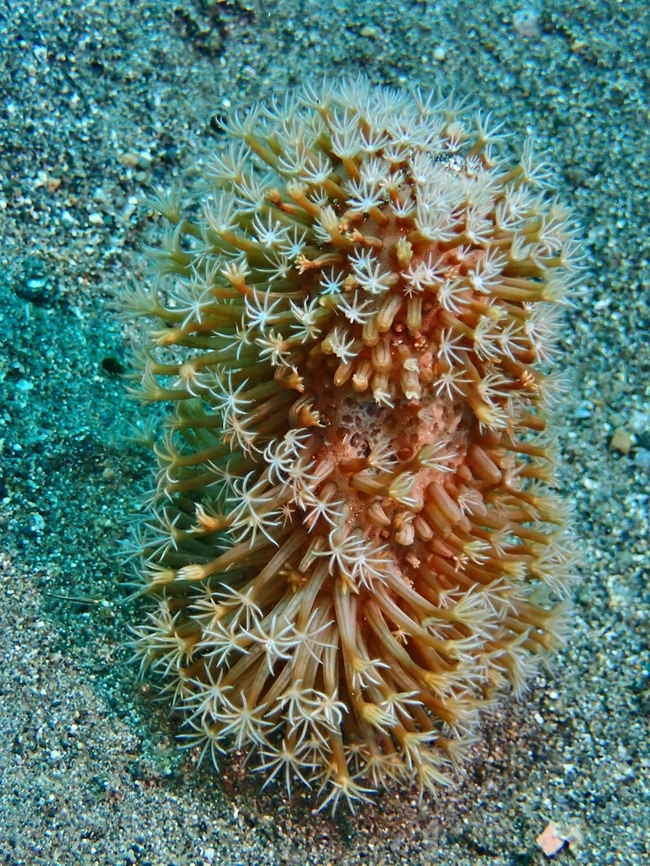 Obese Sea Pen - Cavernularia obesa  Anilao,Batangas,Cavernularia obesa,Obese Sea Pen,Philippines,Sea Pen