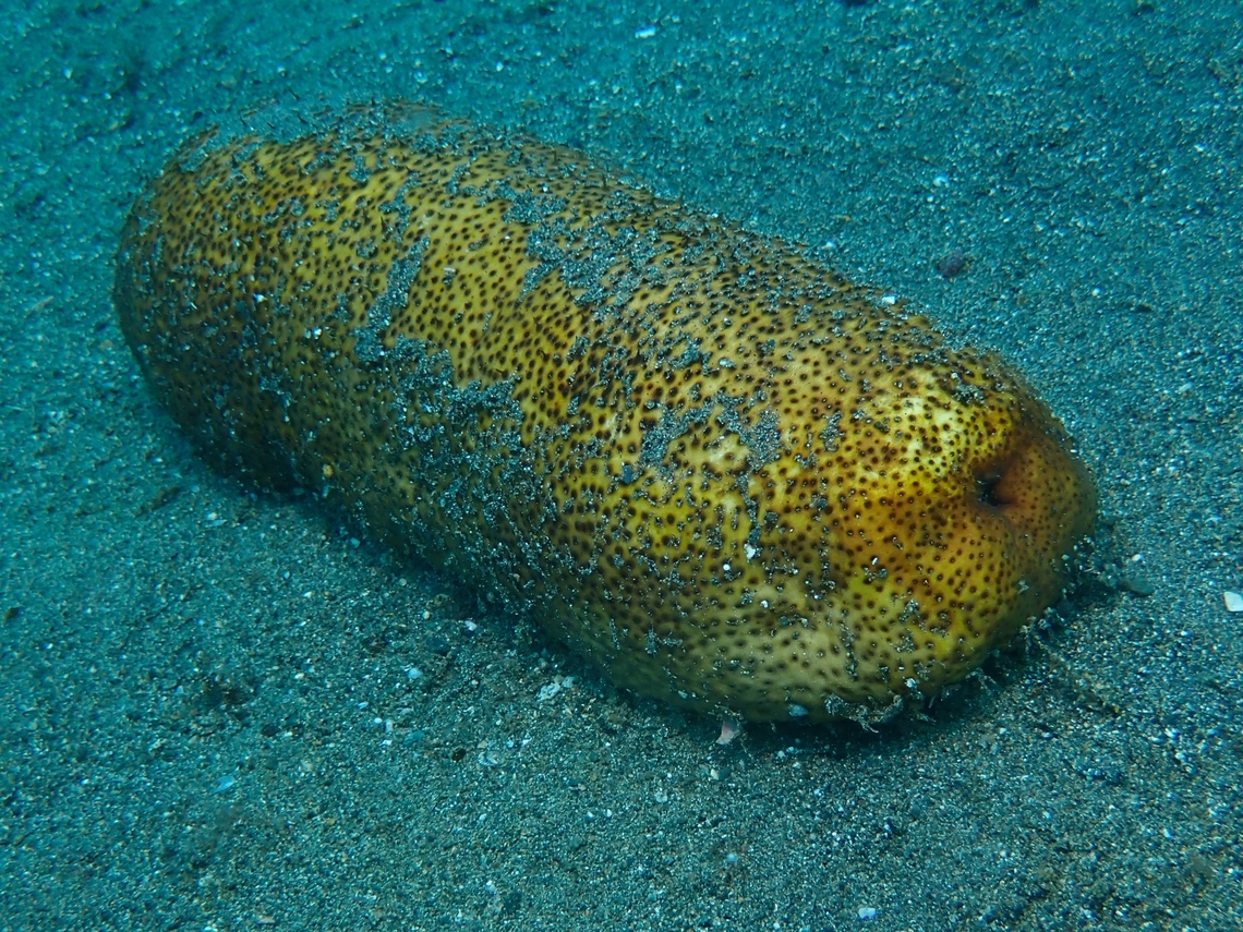 Brown Sandfish - Bohadschia vitiensis Strange to give this Sea Cucumber the common name Brown Sandfish, when there&#039;s nothing fishy about it :D Anilao,Batangas,Bohadschia vitiensis,Brown Sandfish,Philippines,Sea Cucumber