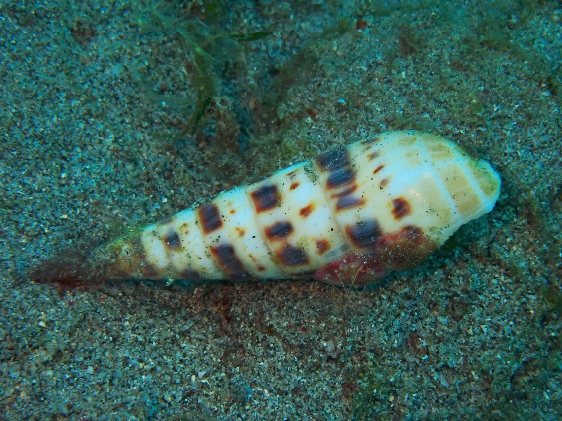 Big Auger - Oxymeris maculata  Anilao,Auger Shell,Batangas,Big Auger,Oxymeris maculata,Philippines
