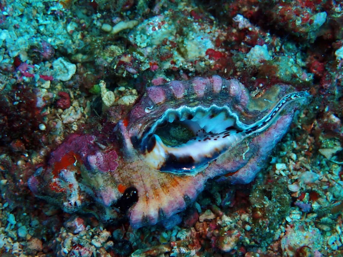 Black-Spotted Triton/Snail - Lotoria lotoria  Anilao,Batangas,Black-Spotted Snail,Black-Spotted Triton,Lotoria lotoria,Philippines,Snail,Triton