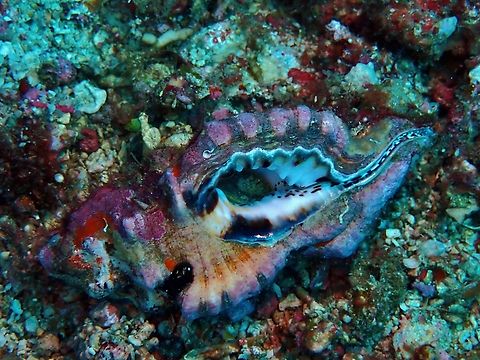 Black-Spotted Triton/Snail - Lotoria lotoria  Anilao,Batangas,Black-Spotted Snail,Black-Spotted Triton,Lotoria lotoria,Philippines,Snail,Triton