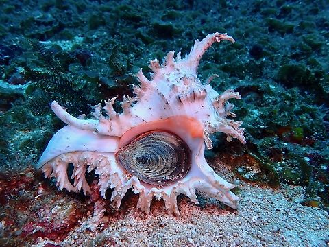 Ramose Murex - Chicoreus ramosus  Anilao,Batangas,Chicoreus ramosus,Philippines,Ramose Murex,Sea Shell