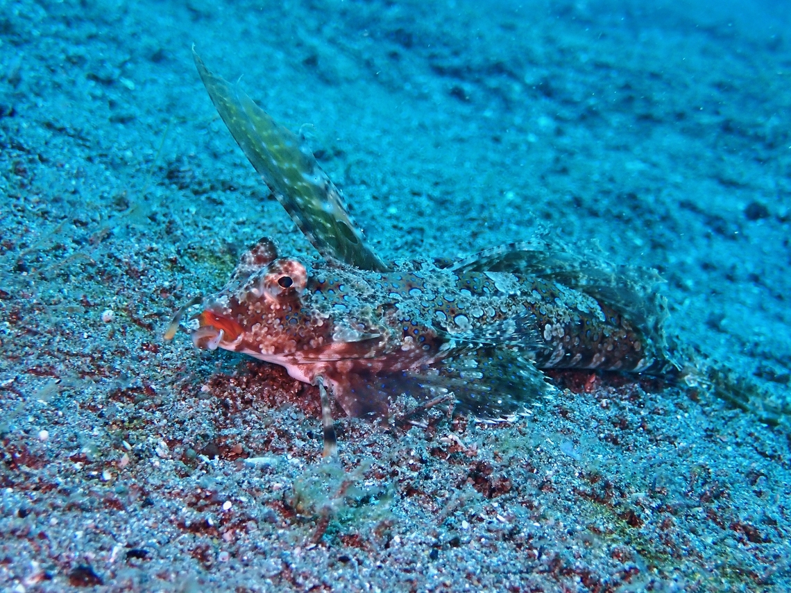 Orange and Black Dragonet - Dactylopus kuiteri  Anilao,Batangas,Dactylopus kuiteri,Dragonet,Fish,Orange and Black Dragonet,Philippines