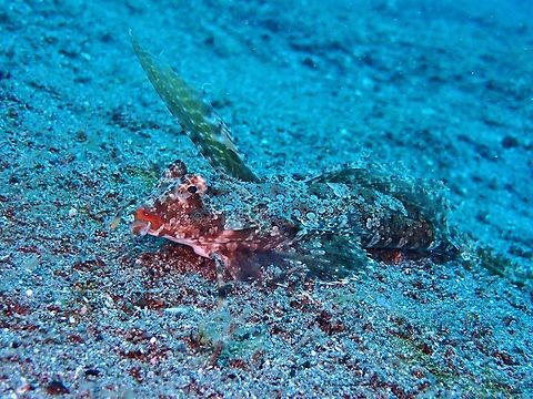 Orange and Black Dragonet - Dactylopus kuiteri  Anilao,Batangas,Dactylopus kuiteri,Dragonet,Fish,Orange and Black Dragonet,Philippines