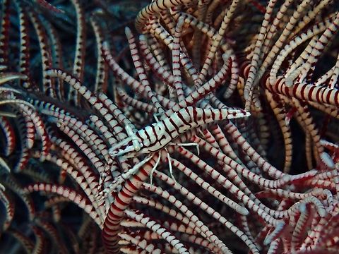 Find me! This Crinoid Shrimp takes in the colour and markings that are very similar to their host Crinoid, making them very well camouflaged. Anilao,Batangas,Crinoid Shrimp,Laomenes pardus,Leopard Crinoid Shrimp,Philippines,Shrimp