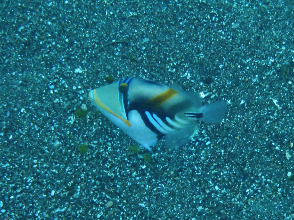 Lagoon Triggerfish - Rhinecanthus aculeatus  Anilao,Batangas,Fish,Lagoon Triggerfish,Philippines,Rhinecanthus aculeatus,Triggerfish