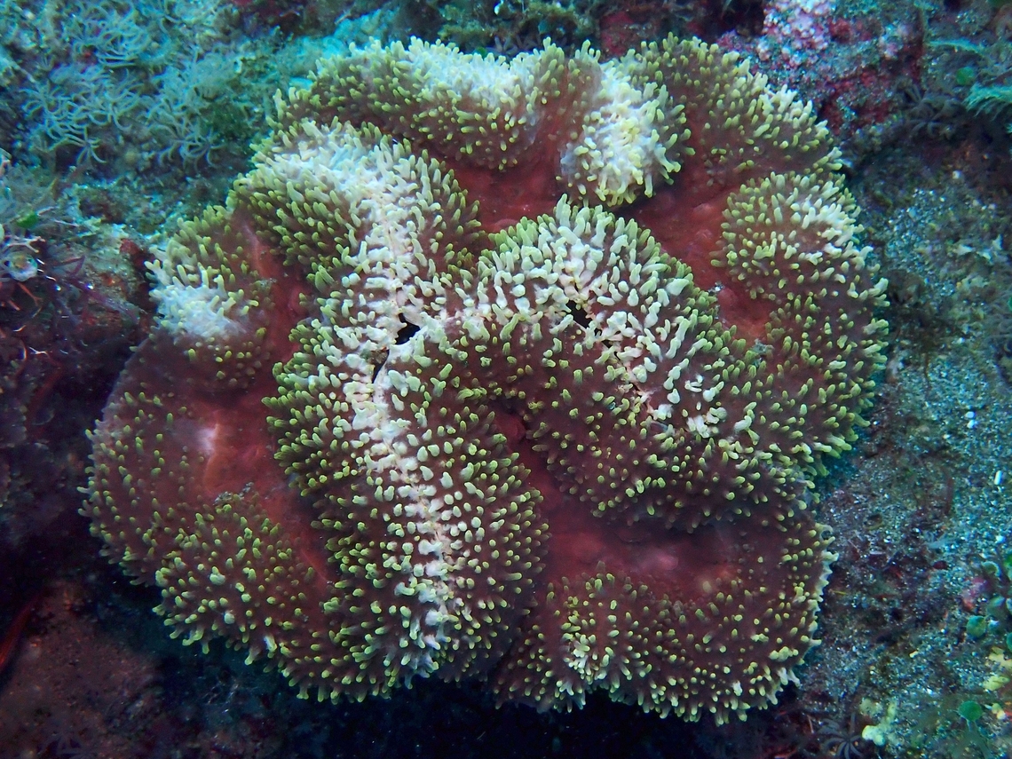 Lobed Cactus Coral - Lobophyllia serrata This species was first described in year 2000 as Lobophyllia serratus. Anilao,Batangas,Brain Coral,Coral,Lobed Cactus Coral,Lobophyllia serrata,Philippines