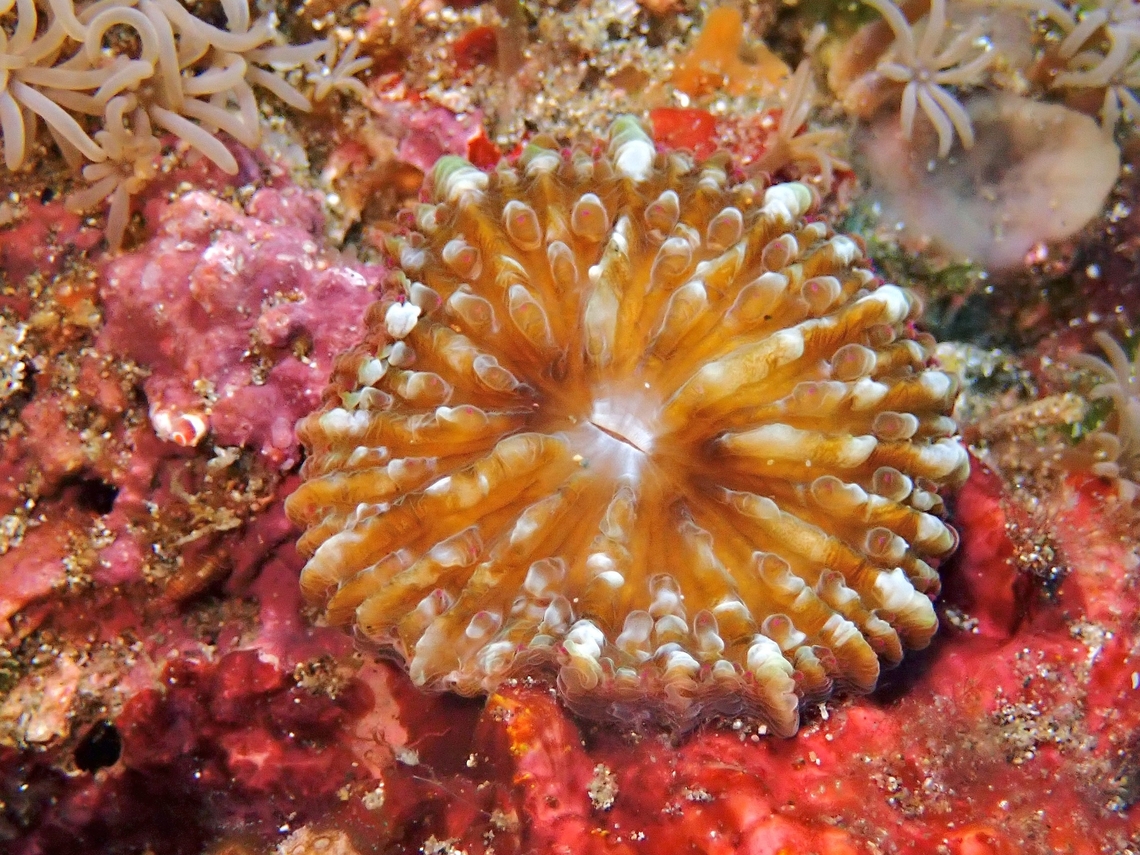 Plate Coral - Heliofungia fralinae  Anilao,Batangas,Coral,Heliofungia fralinae,Philippines,Plate Coral,Stony Coral