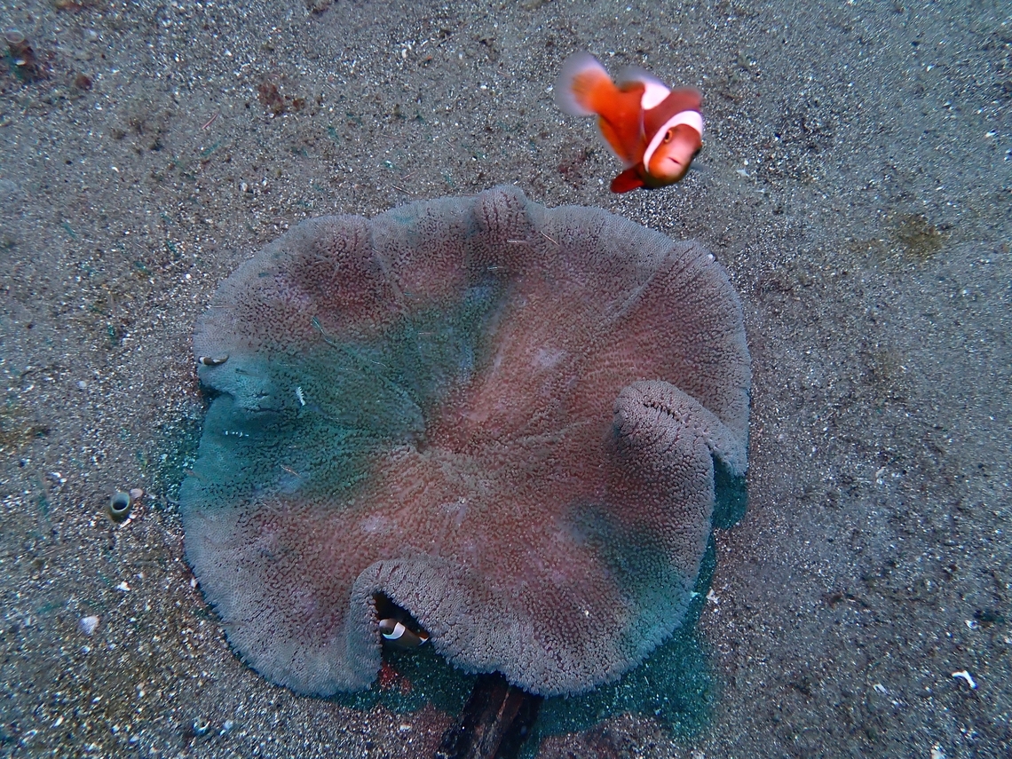 Sea Anemone - Stichodactyla haddoni This Anemone usually plays host to Anemone/Clown Fishes. Anemone,Anilao,Batangas,Philippines,Sea Anemone,Stichodactyla haddoni