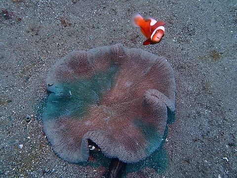 Sea Anemone - Stichodactyla haddoni This Anemone usually plays host to Anemone/Clown Fishes. Anemone,Anilao,Batangas,Philippines,Sea Anemone,Stichodactyla haddoni