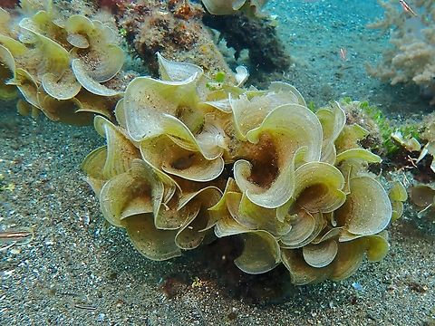 White Scroll Alga - Padina sanctae-crucis  Algae,Anilao,Batangas,Brown Sea Algae,Padina sanctae-crucis,Philippines,Sea Algae,White Scroll Alga