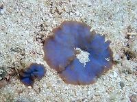 Blue Elephant Ear Corals  Cebu,Coral,Discosoma nummiforme,Elephant Ear Coral,Philippines