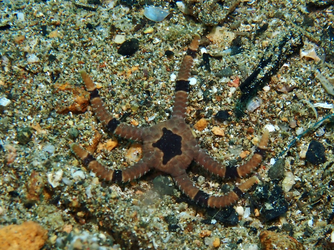 Banded Brittle Star - Ophiolepis superba Ophiolepis superba is a species of Brittle Star from Family Ophiolepididae. Anilao,Banded Brittle Star,Batangas,Brittle Star,Ophiolepis superba,Philippines