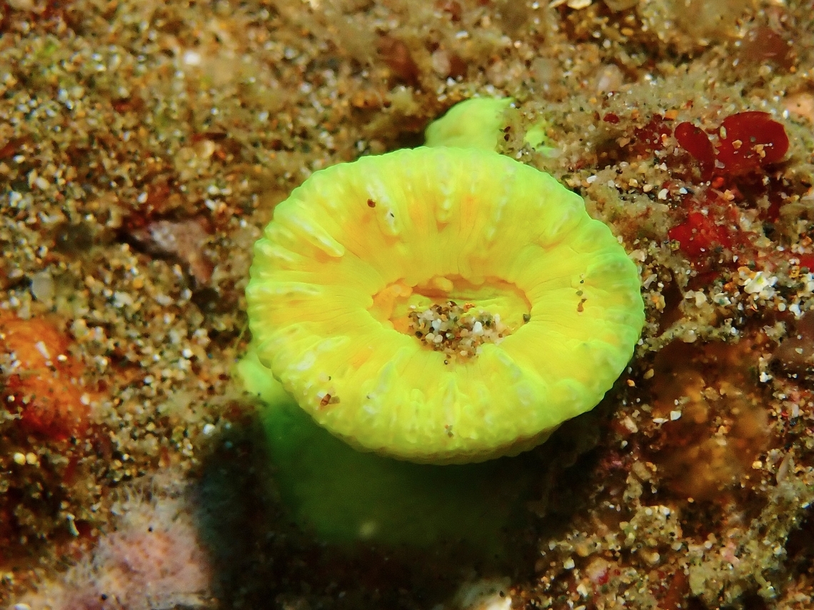 Stony Corals - Astraeosmilia curvata Astraeosmilia curvata is a species of Stony Coral from Family Merulinidae. Anilao,Astraeosmilia curvata,Batangas,Corals,Stony Corals