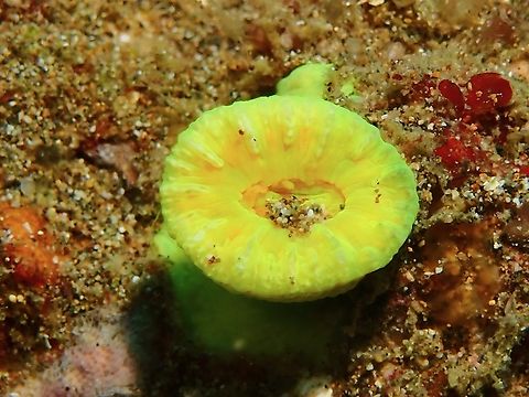 Astraeosmilia curvata