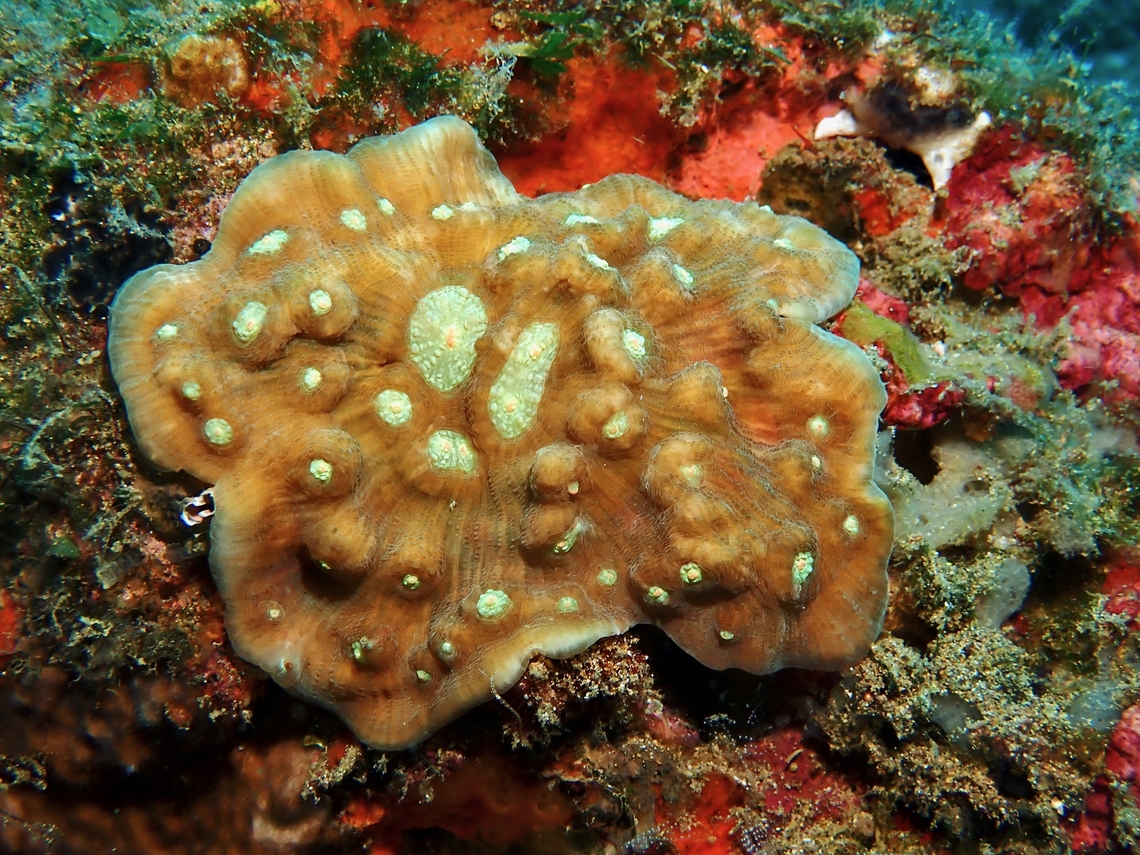 Stony Corals - Mycedium elephantotus  Anilao,Batangas,Chinese Lettuce Coral,Corals,Mycedium elephantotus,Philippines,Stony Corals