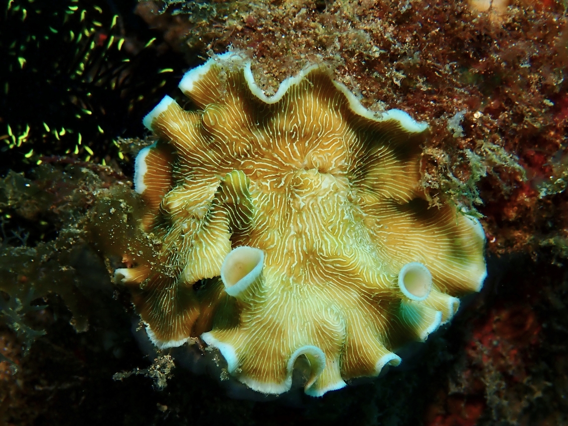 Porcelain Corals - Leptoseris tubulifera Leptoseris tubulifera is a species of Porcelain Coral from Family Agariciidae. Anilao,Batangas,Corals,Leptoseris tubulifera,Philippines,Porcelain Corals