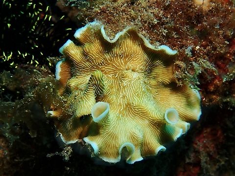 Porcelain Corals - Leptoseris tubulifera Leptoseris tubulifera is a species of Porcelain Coral from Family Agariciidae. Anilao,Batangas,Corals,Leptoseris tubulifera,Philippines,Porcelain Corals