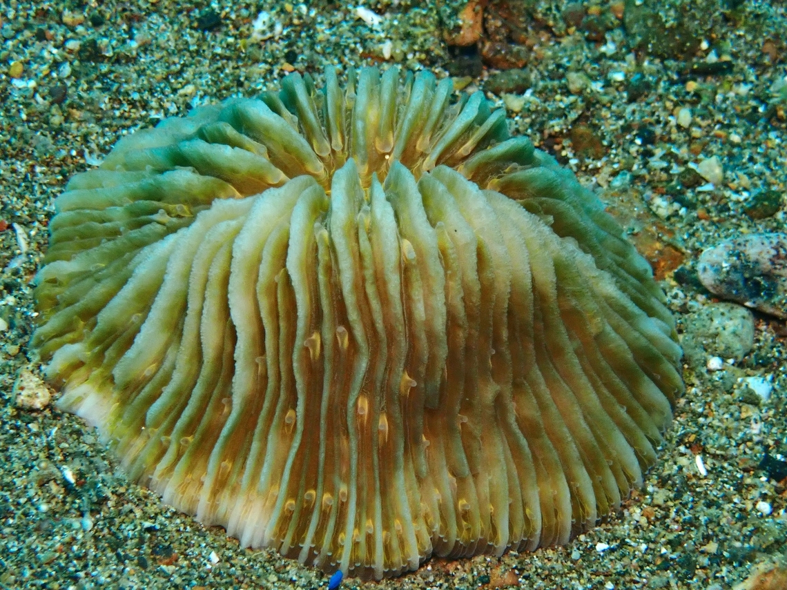Plate Corals - Cycloseris cyclolites  Anilao,Batangas,Corals,Cycloseris cyclolites,Philippines,Plate Corals