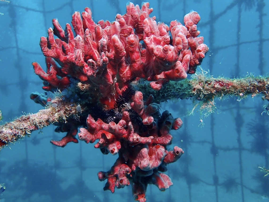 Sea Sponge - Monanchora clathrata Monanchora clathrata is a species of Sea Sponge from Family Crambeidae. Mabul,Malaysia,Monanchora clathrata,Sabah,Sea Sponge