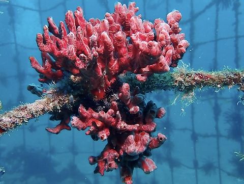Sea Sponge - Monanchora clathrata Monanchora clathrata is a species of Sea Sponge from Family Crambeidae. Mabul,Malaysia,Monanchora clathrata,Sabah,Sea Sponge