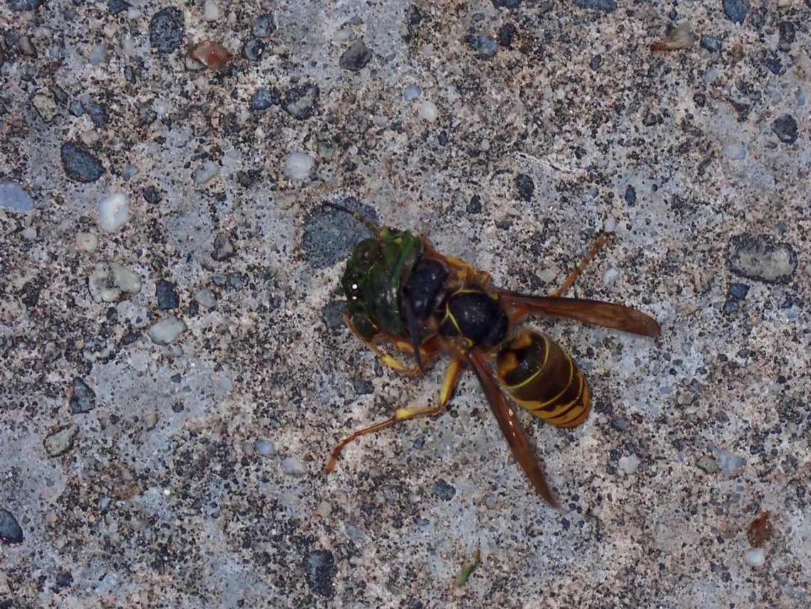 Hornet - Vespa multimaculata Vespa multimaculata is a species of Hornet from Family Vespidae. Hornet,Malaysia,Sabah,Vespa multimaculata