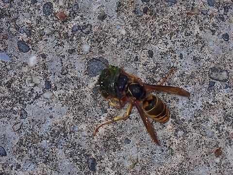 Hornet - Vespa multimaculata Vespa multimaculata is a species of Hornet from Family Vespidae. Hornet,Malaysia,Sabah,Vespa multimaculata