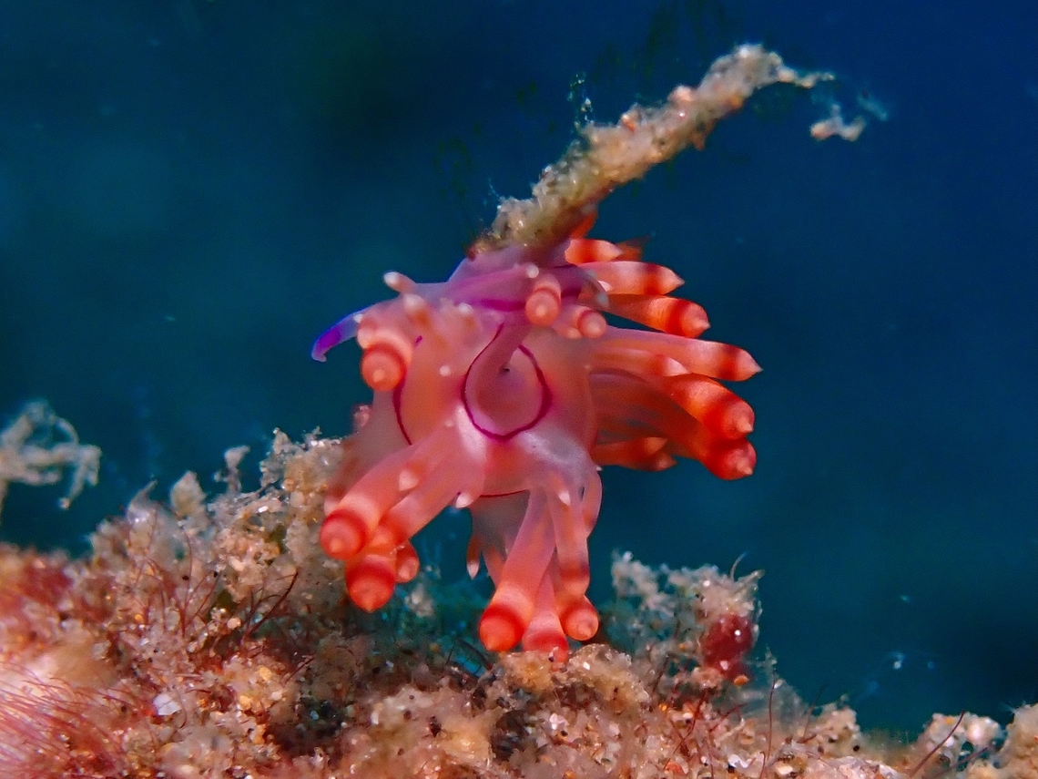 Nudibranch - Coryphellina flamma Coryphellina flamma is a species of Nudibranch from Family Flabellinidae. Anilao,Batangas,Coryphellina flamma,Nudibranch,Philippines