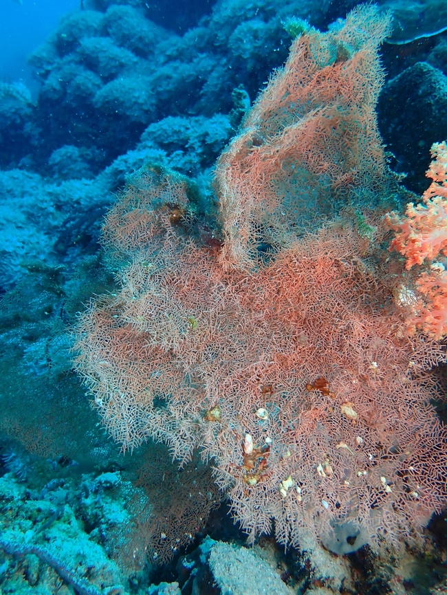 Black Corals but not Black Black Corals - Rhipidipathes reticulata got their name not for their actual live colours, but for the skeleton.<br />
<br />
Rhipidipathes reticulata is a species of Black Corals from Family Aphanipathidae. Black Corals,Cebu,Corals,Moal-Boal,Philippines,Rhipidipathes reticulata