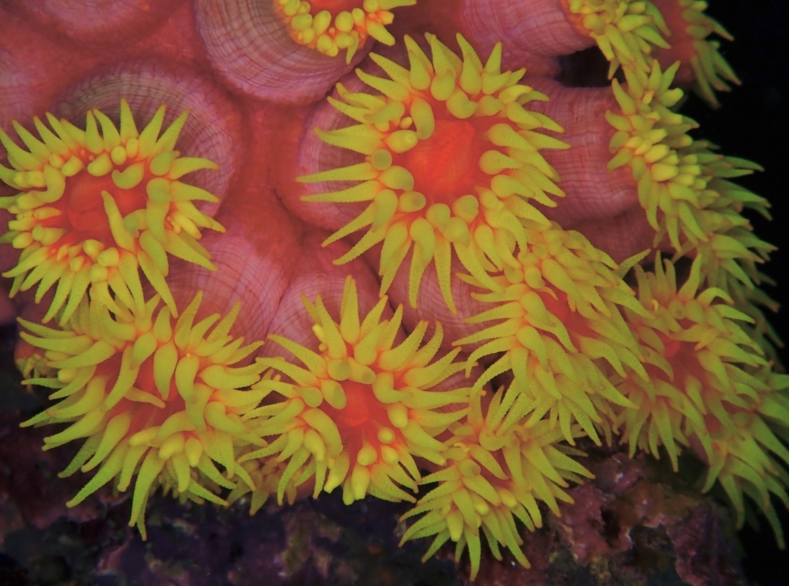 Orange Cup Coral - Tubastraea coccinea  Anilao,Batangas,Cup Coral,Orange Cup Coral,Philippines,Tubastraea coccinea