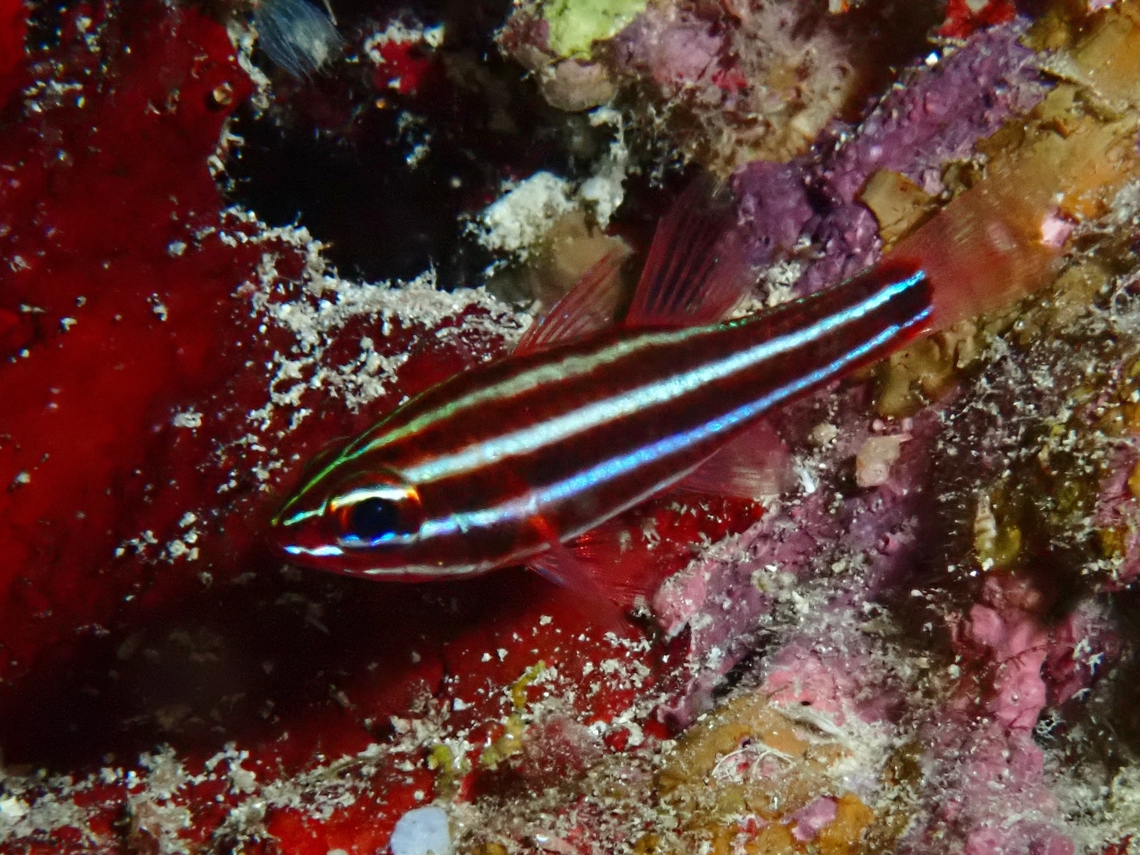 Blackstriped Cardinalfish - Ostorhinchus nigrofasciatus  Blackstriped Cardinalfish,Cardinalfish,Cebu,Fish,Moal-Boal,Ostorhinchus nigrofasciatus,Philippines