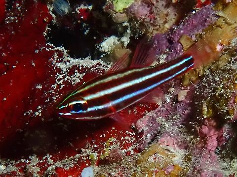 Blackstriped Cardinalfish - Ostorhinchus nigrofasciatus  Blackstriped Cardinalfish,Cardinalfish,Cebu,Fish,Moal-Boal,Ostorhinchus nigrofasciatus,Philippines
