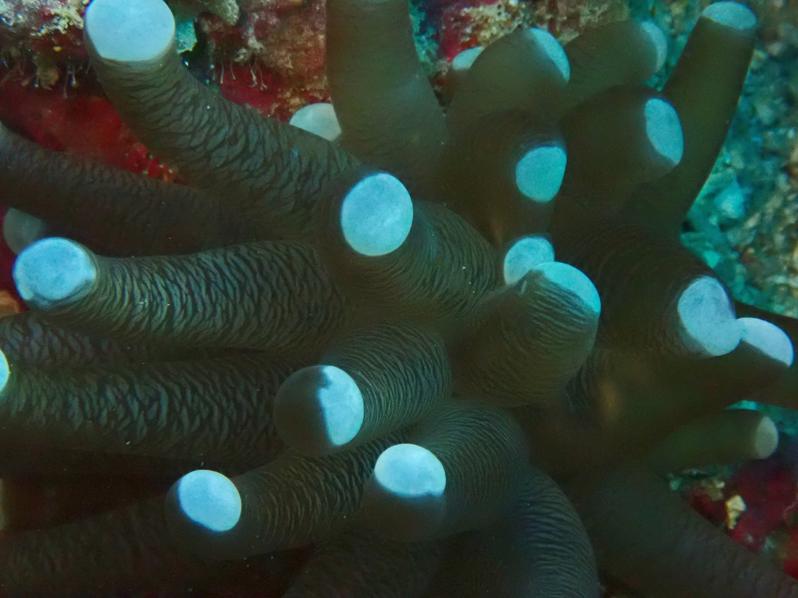Fat-Tentacled Torch Coral - Euphyllia cristata Grape? No, sometimes it is OK to called things out as Fat :D Cebu,Coral,Euphyllia cristata,Fat-Tentacled Torch Coral,Grape Coral,Moal-Boal,Philippines,Stony Coral,Torch Coral