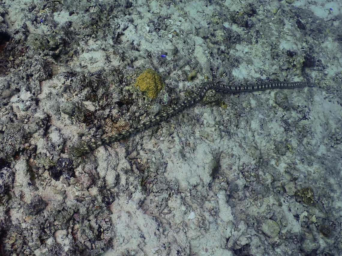 Not a Snake, just a Sea Cucumber Close-up of the head/mouth :<br />
<br />
<figure class="photo"><a href="https://www.jungledragon.com/image/140899/snake_sea_cucumber_-_synapta_maculata.html" title="Snake Sea Cucumber - Synapta maculata"><img src="https://s3.amazonaws.com/media.jungledragon.com/images/2994/140899_thumb.jpeg?AWSAccessKeyId=05GMT0V3GWVNE7GGM1R2&Expires=1759968010&Signature=WdWSFbfNgYmBTAtOdmTxusadRR0%3D" width="200" height="152" alt="Snake Sea Cucumber - Synapta maculata The whole animal :<br />
<br />
https://www.jungledragon.com/image/142310/not_a_snake_just_a_sea_cucumber.html Cebu,Moal-Boal,Philippines,Sea Cucumber,Snake Sea Cucumber,Synapta maculata" /></a></figure> Cebu,Moal-Boal,Philippines,Sea Cucumber,Snake Sea Cucumber,Synapta maculata