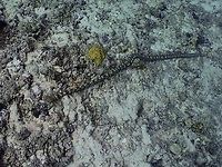 Not a Snake, just a Sea Cucumber Close-up of the head/mouth :<br />
<br />
https://www.jungledragon.com/image/140899/snake_sea_cucumber_-_synapta_maculata.html Cebu,Moal-Boal,Philippines,Sea Cucumber,Snake Sea Cucumber,Synapta maculata