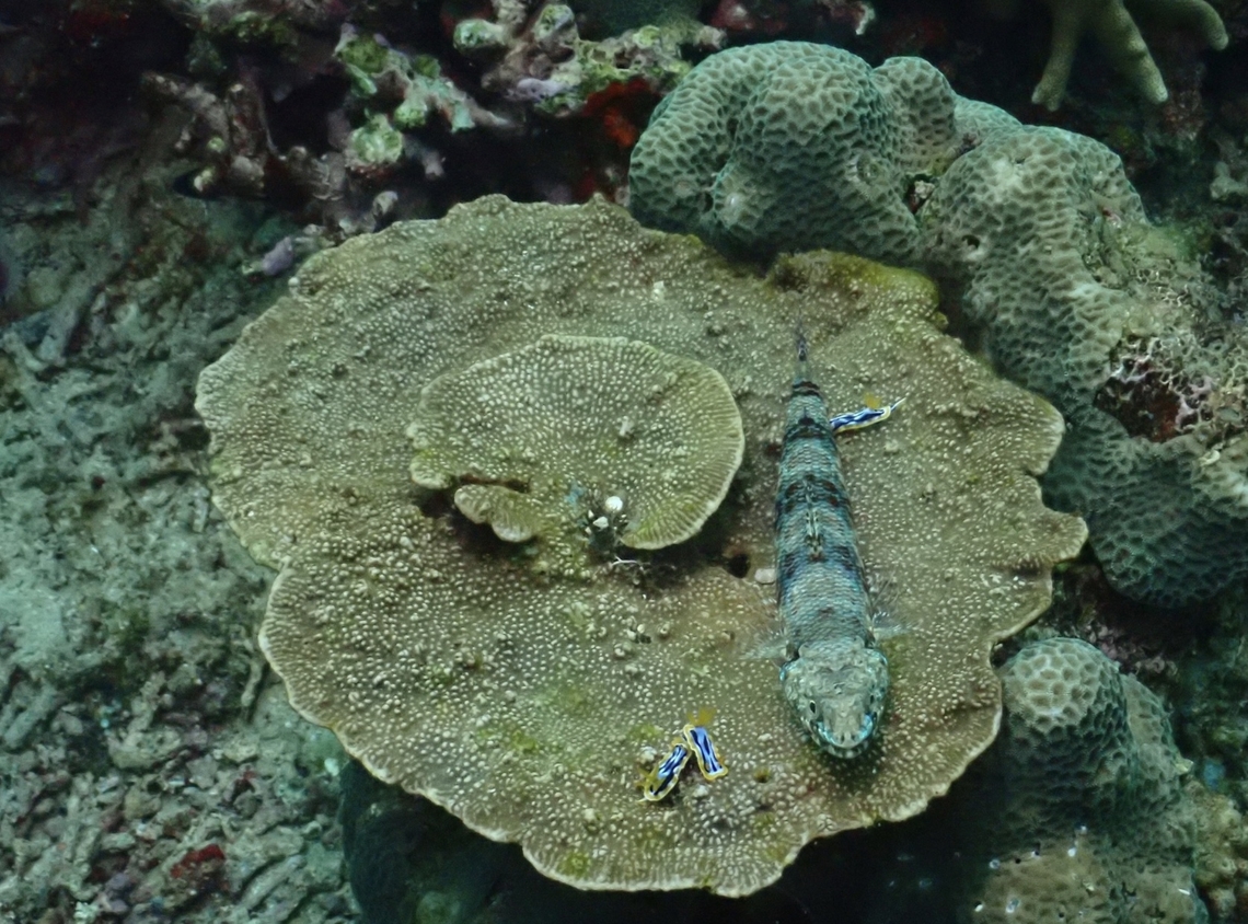 Sea Sponge - Phyllospongia foliascens There are 2 commonly found Sea Sponge in this locality and finally managed to get their IDs.<br />
<br />
Phyllospongia foliascens has the noticeable network pattern on it and is rather thick.<br />
<br />
Phyllospongia foliascens is a Sea Sponge from Family Thorectidae. Anilao,Batangas,Carteriospongia foliascens,Philippines,Sea Sponge,Sponge