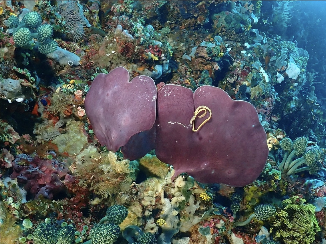 Sea Sponge - Phyllospongia papyracea There are 2 commonly found Sea Sponge in this locality and finally managed to get their IDs.<br />
<br />
Phyllospongia papyracea has very smooth and shiny underside and is thinner.<br />
<br />
Phyllospongia papyracea is a Sea Sponge from Family Thorectidae. Anilao,Batangas,Philippines,Phyllospongia papyracea,Sea Sponge