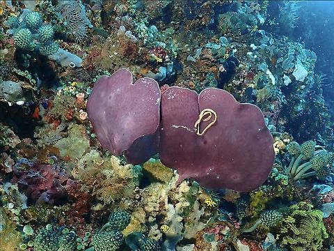 Sea Sponge - Phyllospongia papyracea There are 2 commonly found Sea Sponge in this locality and finally managed to get their IDs.

Phyllospongia papyracea has very smooth and shiny underside and is thinner.

Phyllospongia papyracea is a Sea Sponge from Family Thorectidae. Anilao,Batangas,Philippines,Phyllospongia papyracea,Sea Sponge
