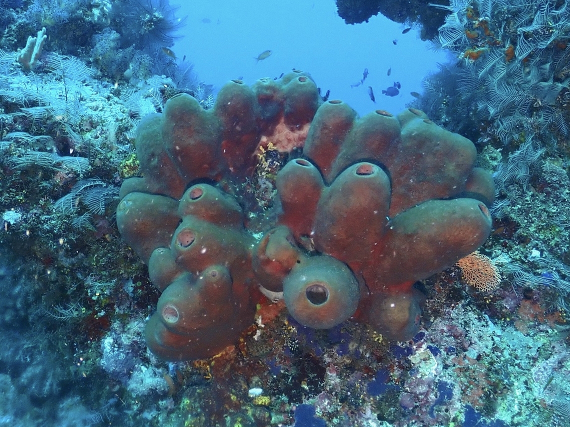 Sea Sponge - Theonella swinhoei Theonella swinhoei is a species of Sea Sponge from Family Theonellidae. Malaysia,Sabah,Sea Sponge,Sipadan,Theonella swinhoei