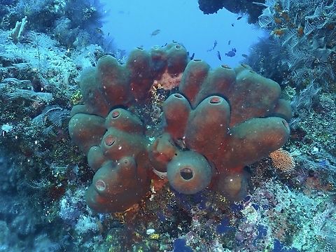 Sea Sponge - Theonella swinhoei Theonella swinhoei is a species of Sea Sponge from Family Theonellidae. Malaysia,Sabah,Sea Sponge,Sipadan,Theonella swinhoei