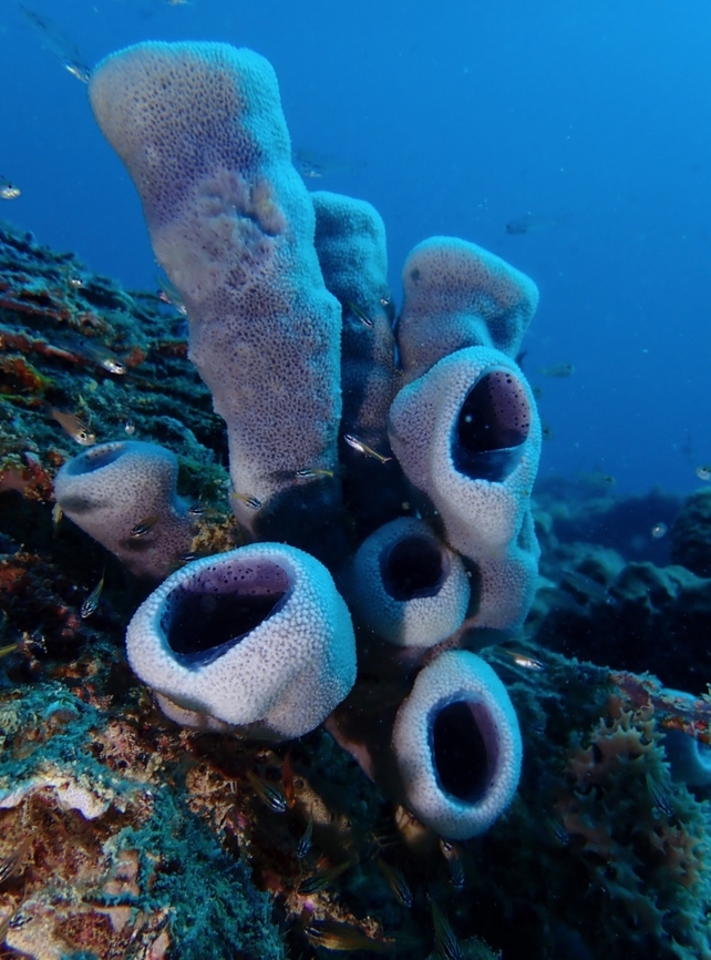 Tube Sponge - Niphates olemda Niphates olemda is a species of Tube Sponge from Family Niphatidae. Malaysia,Niphates olemda,Sabah,Sea Sponge,Sipadan,Tube Sponge