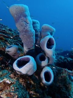 Tube Sponge - Niphates olemda Niphates olemda is a species of Tube Sponge from Family Niphatidae. Malaysia,Niphates olemda,Sabah,Sea Sponge,Sipadan,Tube Sponge